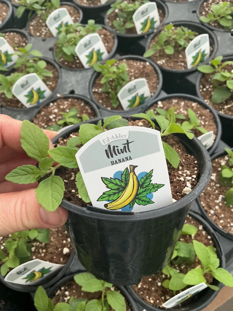 Banana Mint Live Plant - 4.5 inch Nursery Pot - Fragrant Herb - Image 3