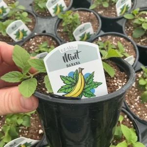 Banana Mint Live Plant - 4.5 inch Nursery Pot - Fragrant Herb - Image 4