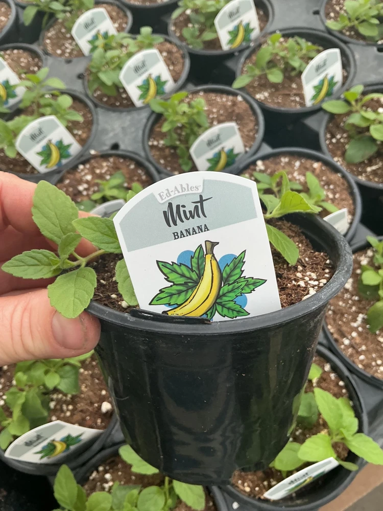 Banana Mint Live Plant - 4.5 inch Nursery Pot - Fragrant Herb - Image 4