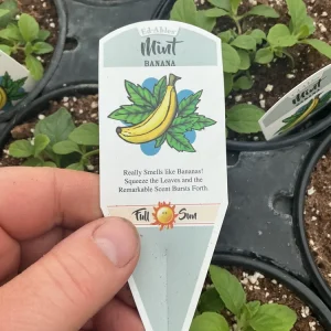 Banana Mint Live Plant - 4.5 inch Nursery Pot - Fragrant Herb - Image 5