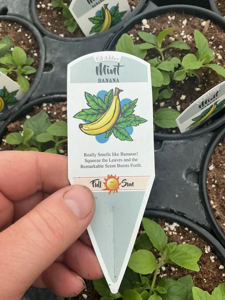 Banana Mint Live Plant - 4.5 inch Nursery Pot - Fragrant Herb - Image 5
