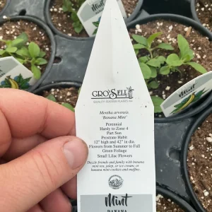 Banana Mint Live Plant - 4.5 inch Nursery Pot - Fragrant Herb - Image 6