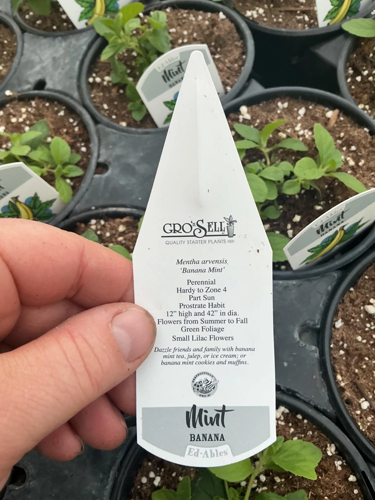 Banana Mint Live Plant - 4.5 inch Nursery Pot - Fragrant Herb - Image 6
