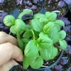 Basil Everleaf Emerald Towers Live Plant – 4.5 inch Pot – Culinary Herb - Image 1