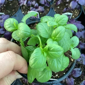 Basil Everleaf Emerald Towers Live Plant – 4.5 inch Pot – Culinary Herb - Image 1