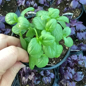 Basil Everleaf Emerald Towers Live Plant – 4.5 inch Pot – Culinary Herb - Image 2