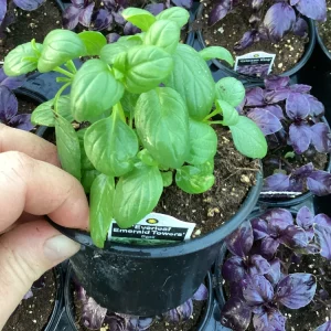Basil Everleaf Emerald Towers Live Plant – 4.5 inch Pot – Culinary Herb - Image 3