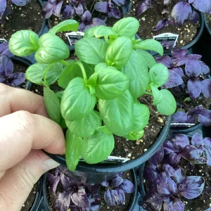 Basil Everleaf Emerald Towers Live Plant – 4.5 inch Pot – Culinary Herb - Image 4