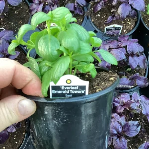 Basil Everleaf Emerald Towers Live Plant – 4.5 inch Pot – Culinary Herb - Image 5