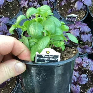 Basil Everleaf Emerald Towers Live Plant – 4.5 inch Pot – Culinary Herb - Image 6