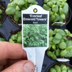 Basil Everleaf Emerald Towers Live Plant – 4.5 inch Pot – Culinary Herb - Image 7