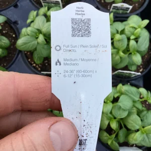 Basil Everleaf Emerald Towers Live Plant – 4.5 inch Pot – Culinary Herb - Image 8