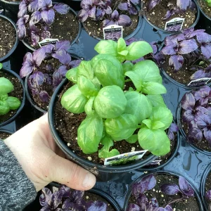Basil Everleaf Genovese Live Plant - 4.5 inch Pot - Culinary Herb - Image 2
