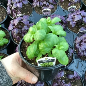 Basil Everleaf Genovese Live Plant - 4.5 inch Pot - Culinary Herb - Image 3