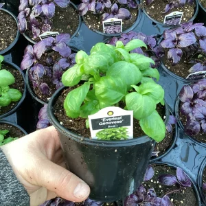 Basil Everleaf Genovese Live Plant - 4.5 inch Pot - Culinary Herb - Image 4