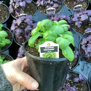 Basil Everleaf Genovese Live Plant - 4.5 inch Pot - Culinary Herb - Image 5