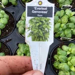 Basil Everleaf Genovese Live Plant - 4.5 inch Pot - Culinary Herb - Image 6