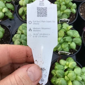 Basil Everleaf Genovese Live Plant - 4.5 inch Pot - Culinary Herb - Image 7
