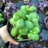 Basil Everleaf Genovese Live Plant - 4.5 inch Pot - Culinary Herb - Image 1
