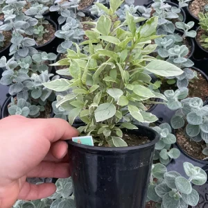 Basil Pesto Perpetual Live Plant – 4.5