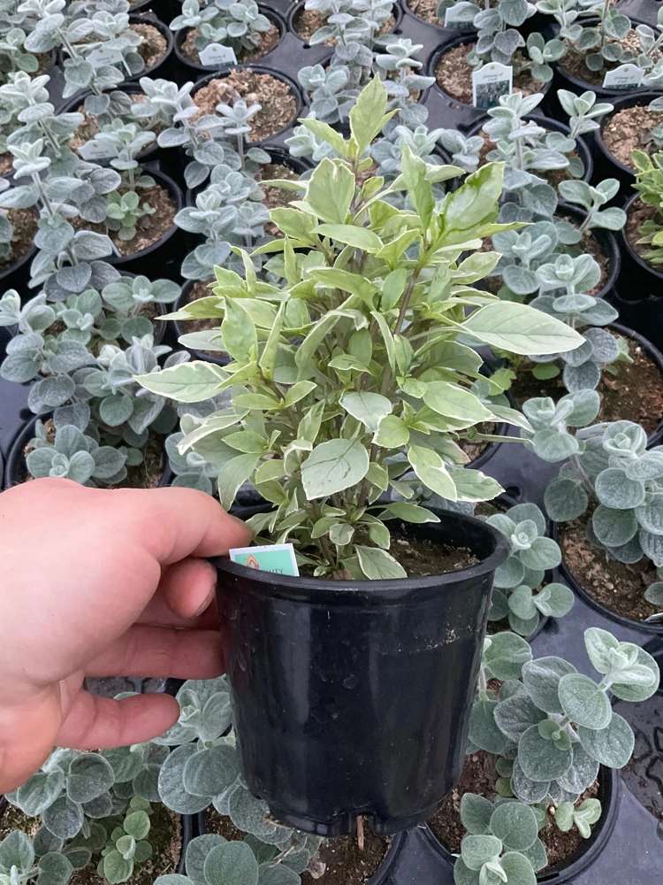 Basil Pesto Perpetual Live Plant – 4.5" Pot – Culinary Herb - Image 2