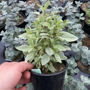 Basil Pesto Perpetual Live Plant – 4.5