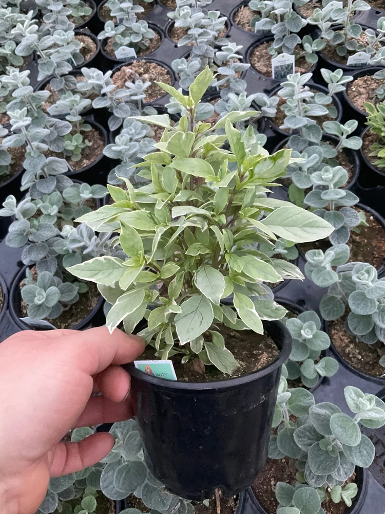 Basil Pesto Perpetual Live Plant – 4.5" Pot – Culinary Herb - Image 3