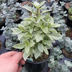 Basil Pesto Perpetual Live Plant – 4.5