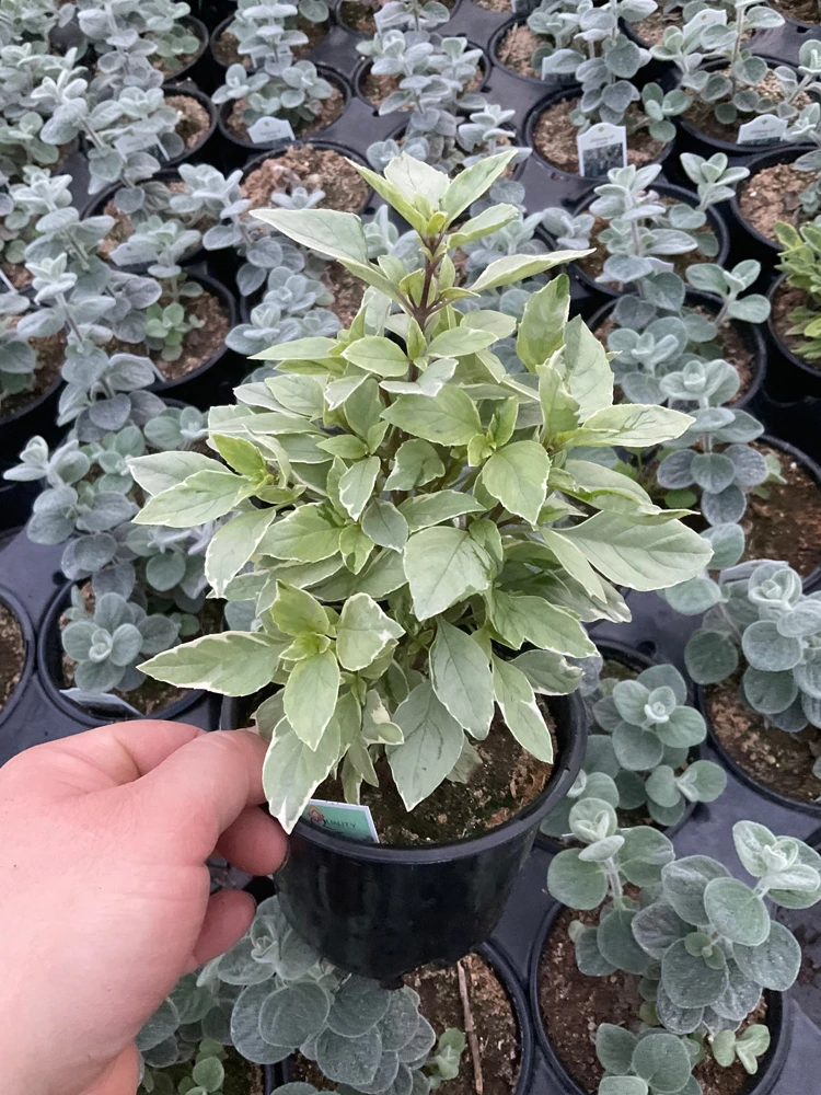 Basil Pesto Perpetual Live Plant – 4.5" Pot – Culinary Herb - Image 4
