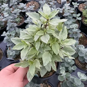 Basil Pesto Perpetual Live Plant – 4.5