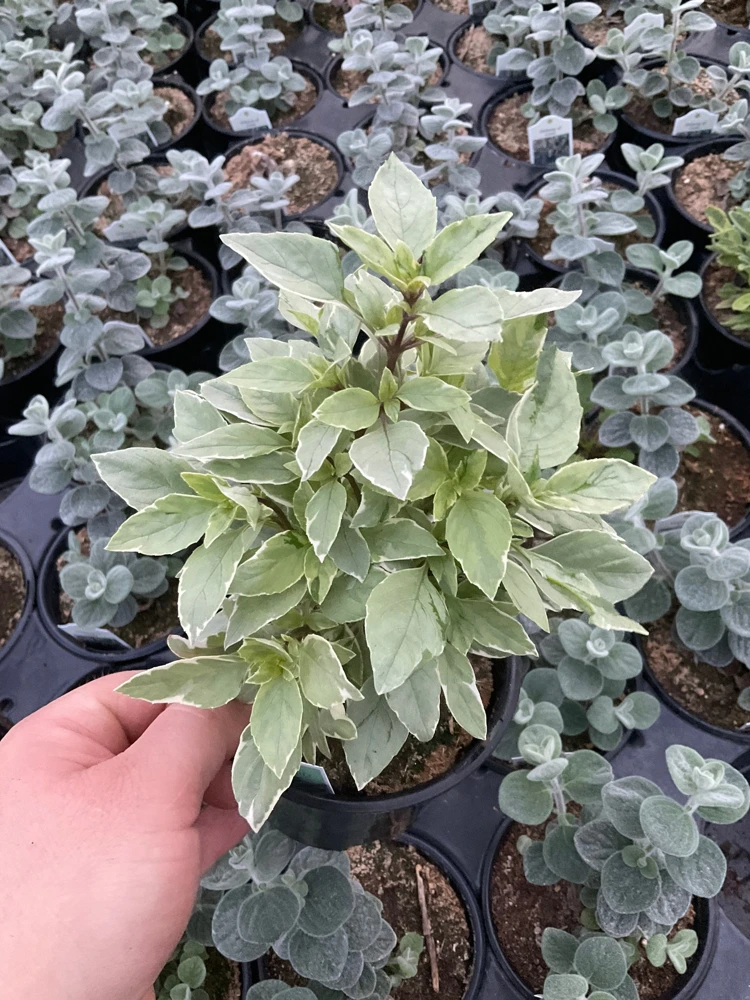 Basil Pesto Perpetual Live Plant – 4.5" Pot – Culinary Herb - Image 5