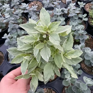 Basil Pesto Perpetual Live Plant – 4.5