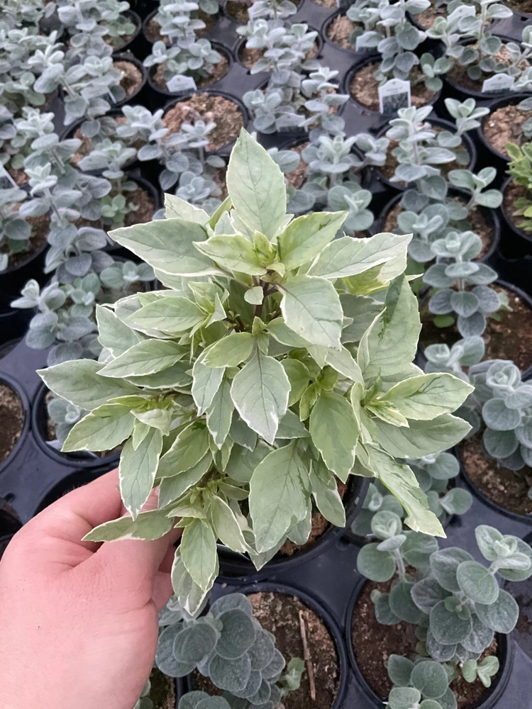 Basil Pesto Perpetual Live Plant – 4.5" Pot – Culinary Herb - Image 6