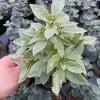 Basil Pesto Perpetual Live Plant – 4.5" Pot – Culinary Herb - Image 1