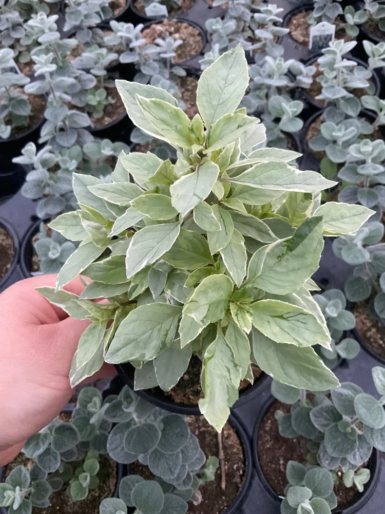 Basil Pesto Perpetual Live Plant – 4.5" Pot – Culinary Herb - Image 1