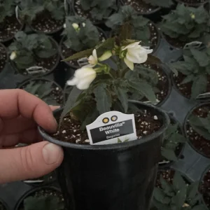 Beauvilia White Begonia Live Plant – 4.5 inch Pot – Indoor/Outdoor - Image 10