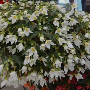 Beauvilia White Begonia Live Plant – 4.5 inch Pot – Indoor/Outdoor - Image 2