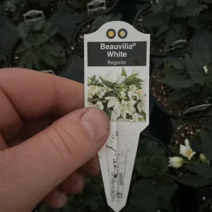 Beauvilia White Begonia Live Plant – 4.5 inch Pot – Indoor/Outdoor - Image 3