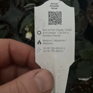 Beauvilia White Begonia Live Plant – 4.5 inch Pot – Indoor/Outdoor - Image 4