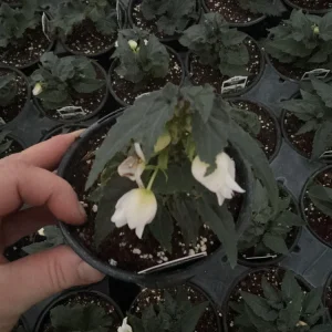 Beauvilia White Begonia Live Plant – 4.5 inch Pot – Indoor/Outdoor - Image 5