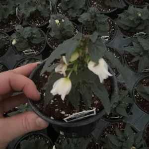 Beauvilia White Begonia Live Plant – 4.5 inch Pot – Indoor/Outdoor - Image 6