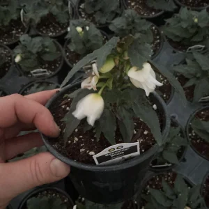 Beauvilia White Begonia Live Plant – 4.5 inch Pot – Indoor/Outdoor - Image 7