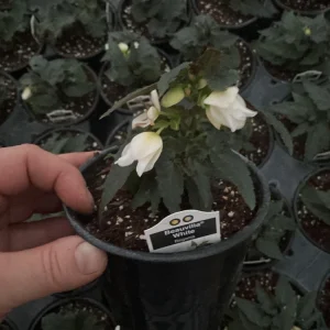 Beauvilia White Begonia Live Plant – 4.5 inch Pot – Indoor/Outdoor - Image 8