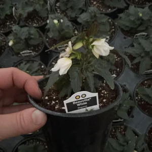 Beauvilia White Begonia Live Plant – 4.5 inch Pot – Indoor/Outdoor - Image 9
