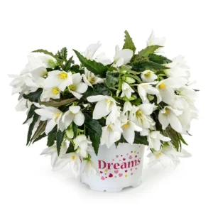 Beauvilia White Begonia Live Plant – 4.5 inch Pot – Indoor/Outdoor - Image 1