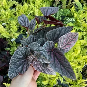 Begonia Angelwing Miss Mummy Live Plant – 4.5 inch Pot – Indoor/Outdoor - Image 2