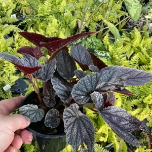 Begonia Angelwing Miss Mummy Live Plant – 4.5 inch Pot – Indoor/Outdoor - Image 3
