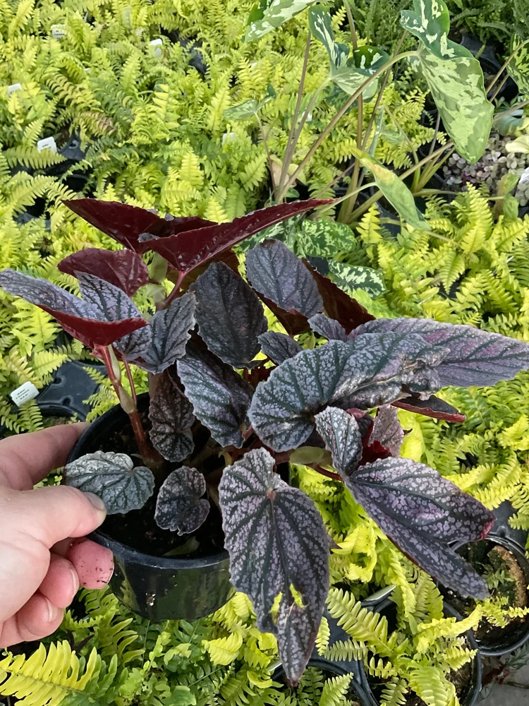 Begonia Angelwing Miss Mummy Live Plant – 4.5 inch Pot – Indoor/Outdoor - Image 3