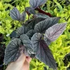 Begonia Angelwing Miss Mummy Live Plant – 4.5 inch Pot – Indoor/Outdoor - Image 1
