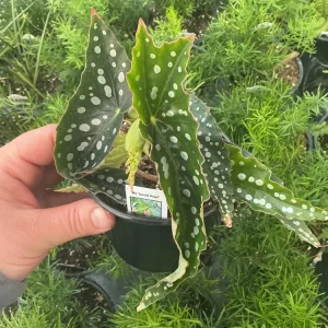 Begonia Angelwing 'My Special Angel' Live Plant - 4.5 inch Nursery Pot - Indoor/Outdoor - Image 2